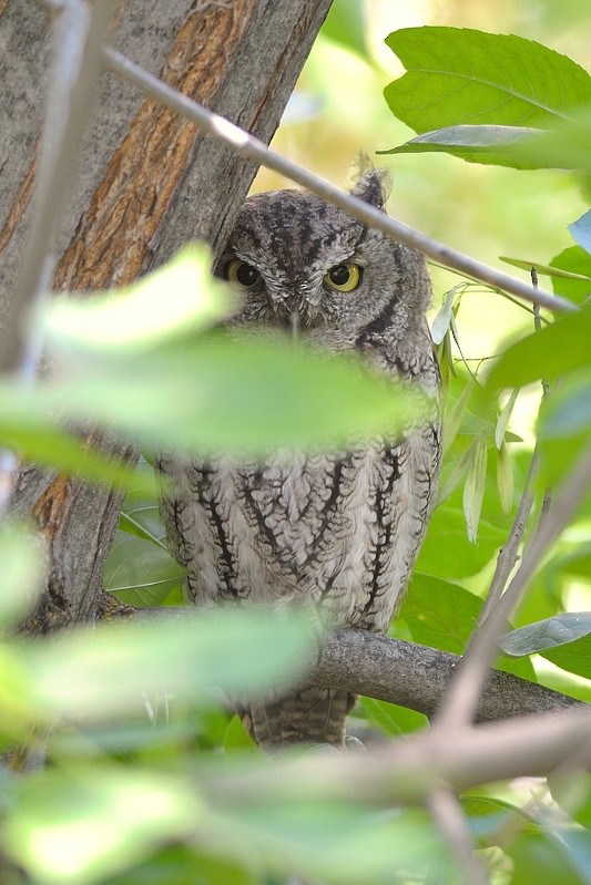 Western Screech-Owl - ML610872825