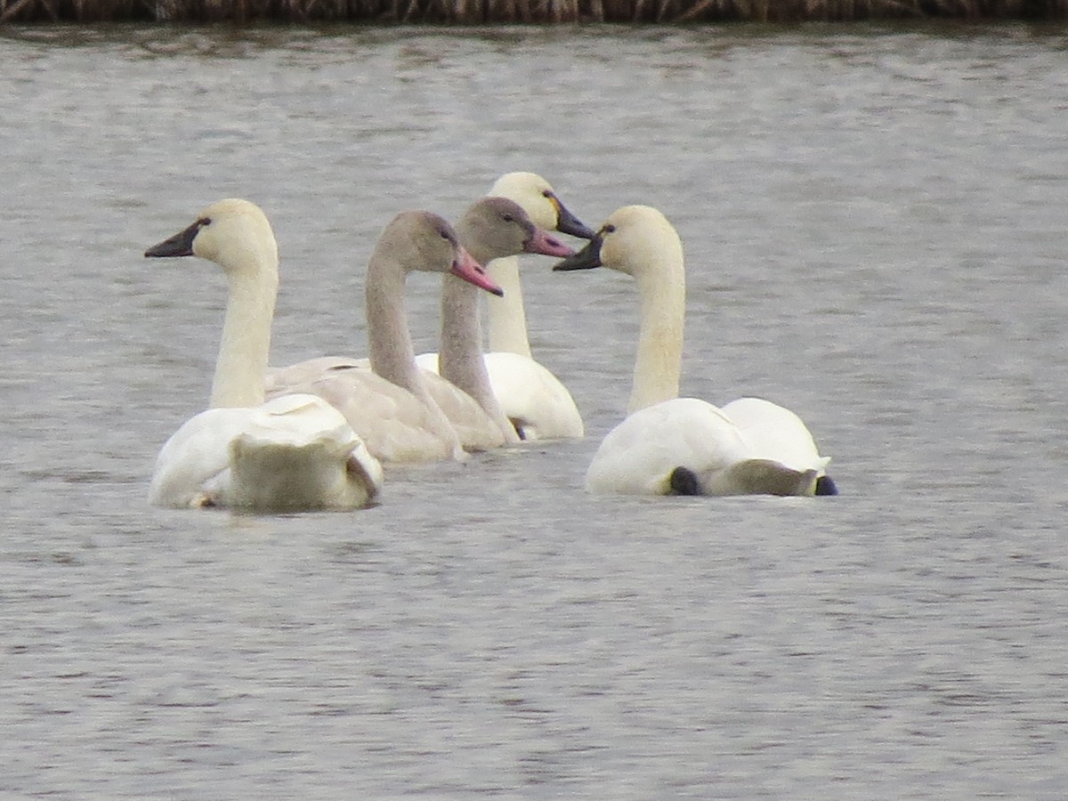 Tundra Swan - Diana Werezak