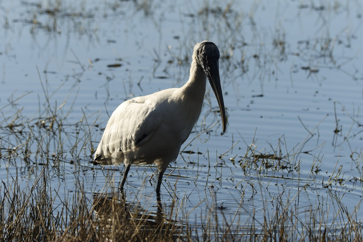 Wood Stork - ML610872989