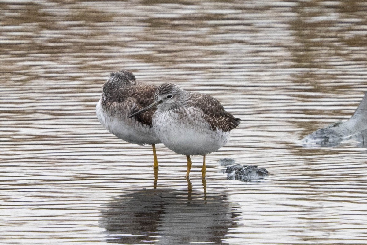 Greater Yellowlegs - ML610873140