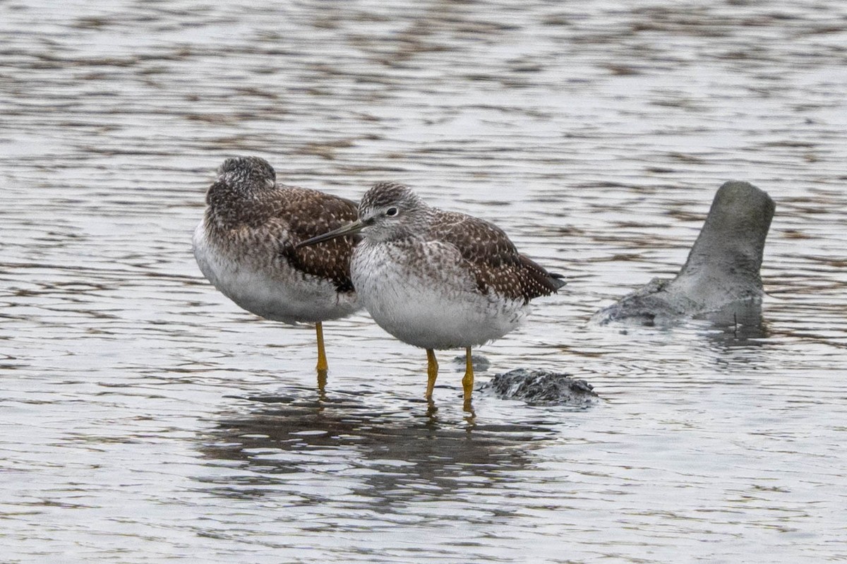 Greater Yellowlegs - ML610873141
