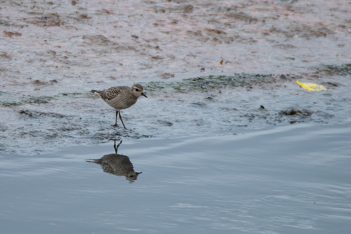 American Golden-Plover - ML610873175