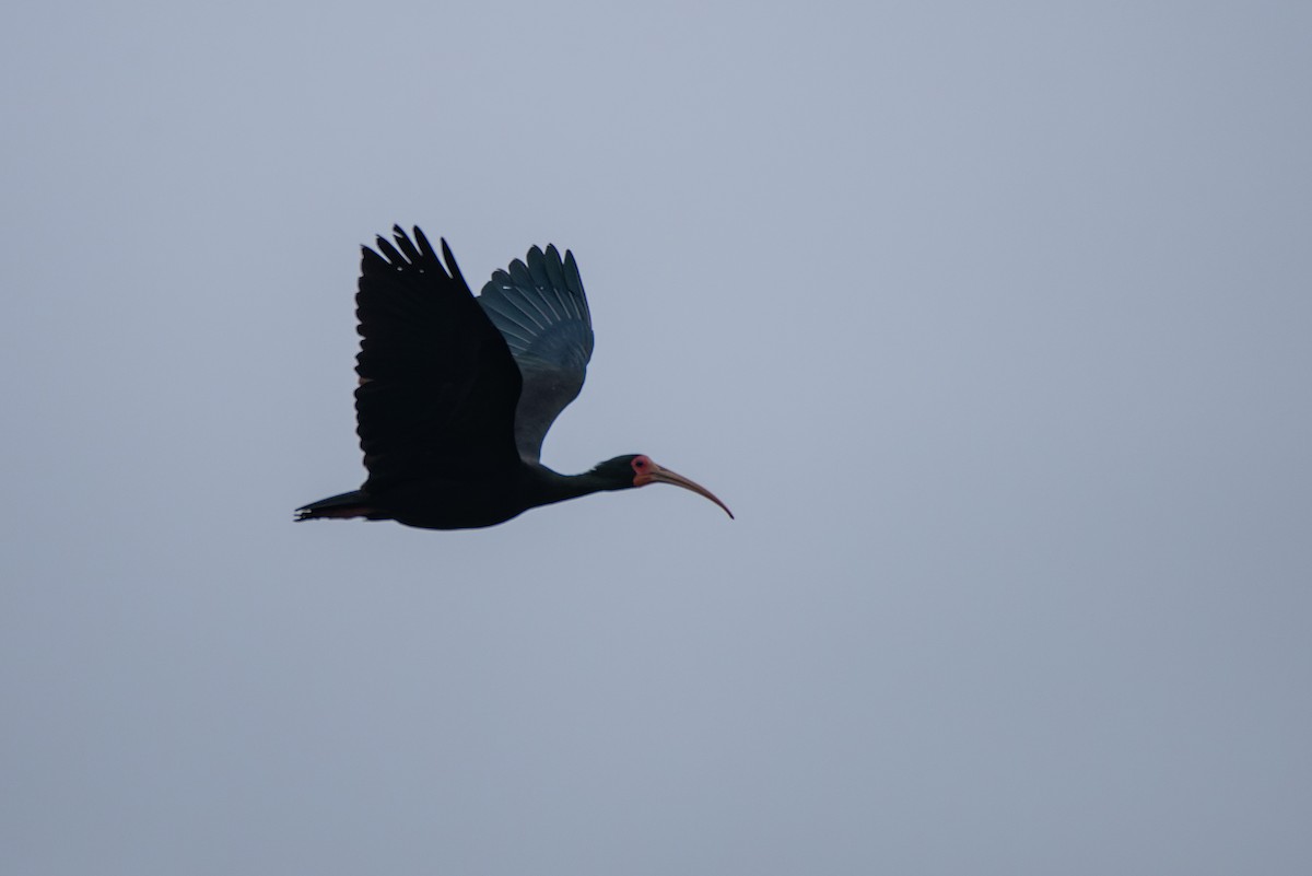 ibis tmavý - ML610873195