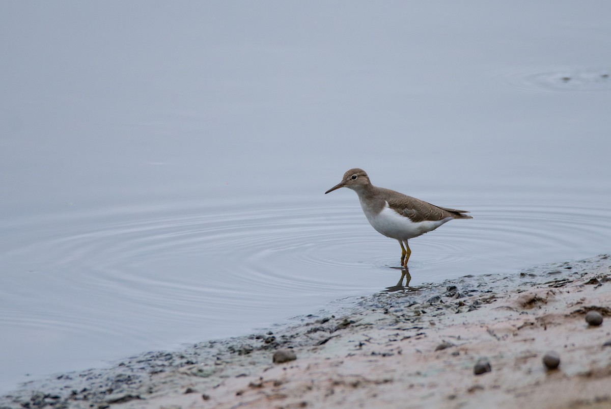 Spotted Sandpiper - ML610873215