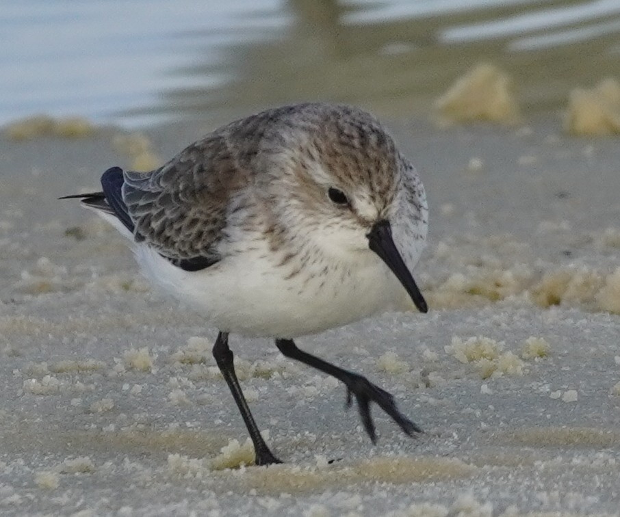 Bergstrandläufer - ML610873386