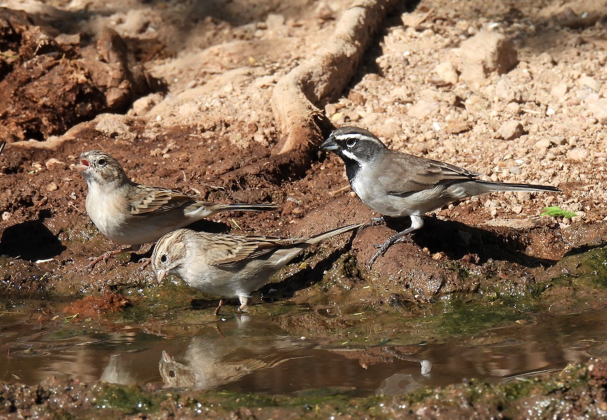 Brewer's Sparrow - ML610873428