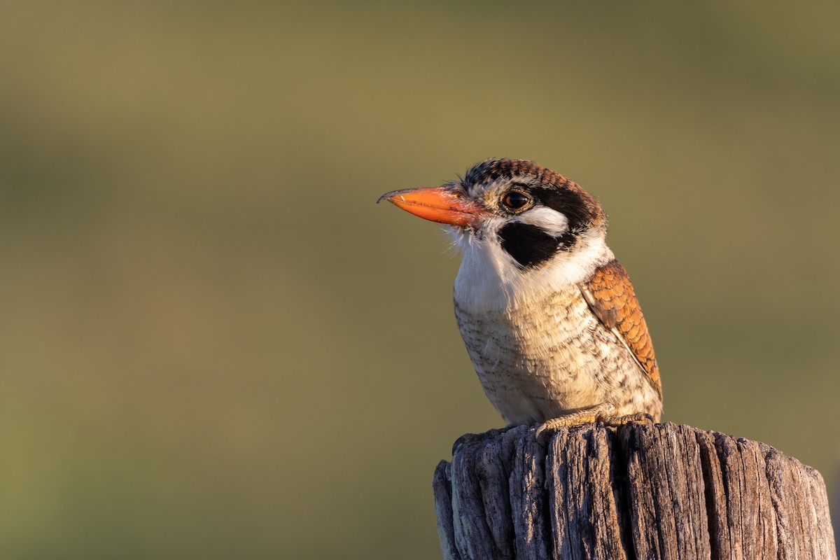 White-eared Puffbird - ML610873466