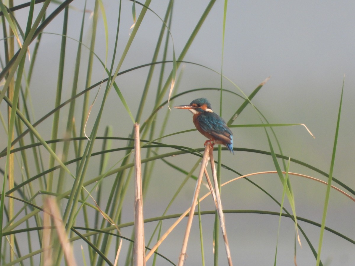 Common Kingfisher - ML610873487