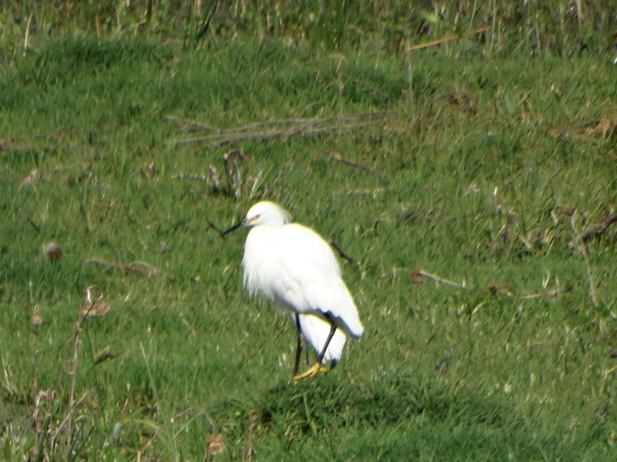 Snowy Egret - ML610873539