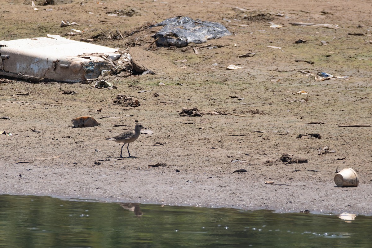 American Golden-Plover - ML610873582