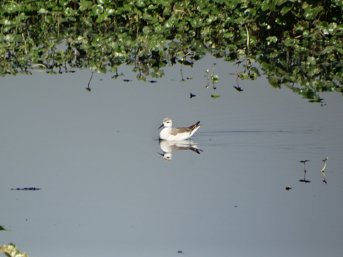 Wilson's Phalarope - ML610873587