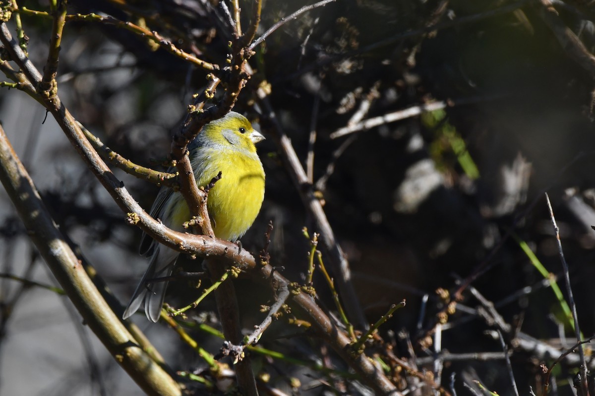 Island Canary - ML610873595
