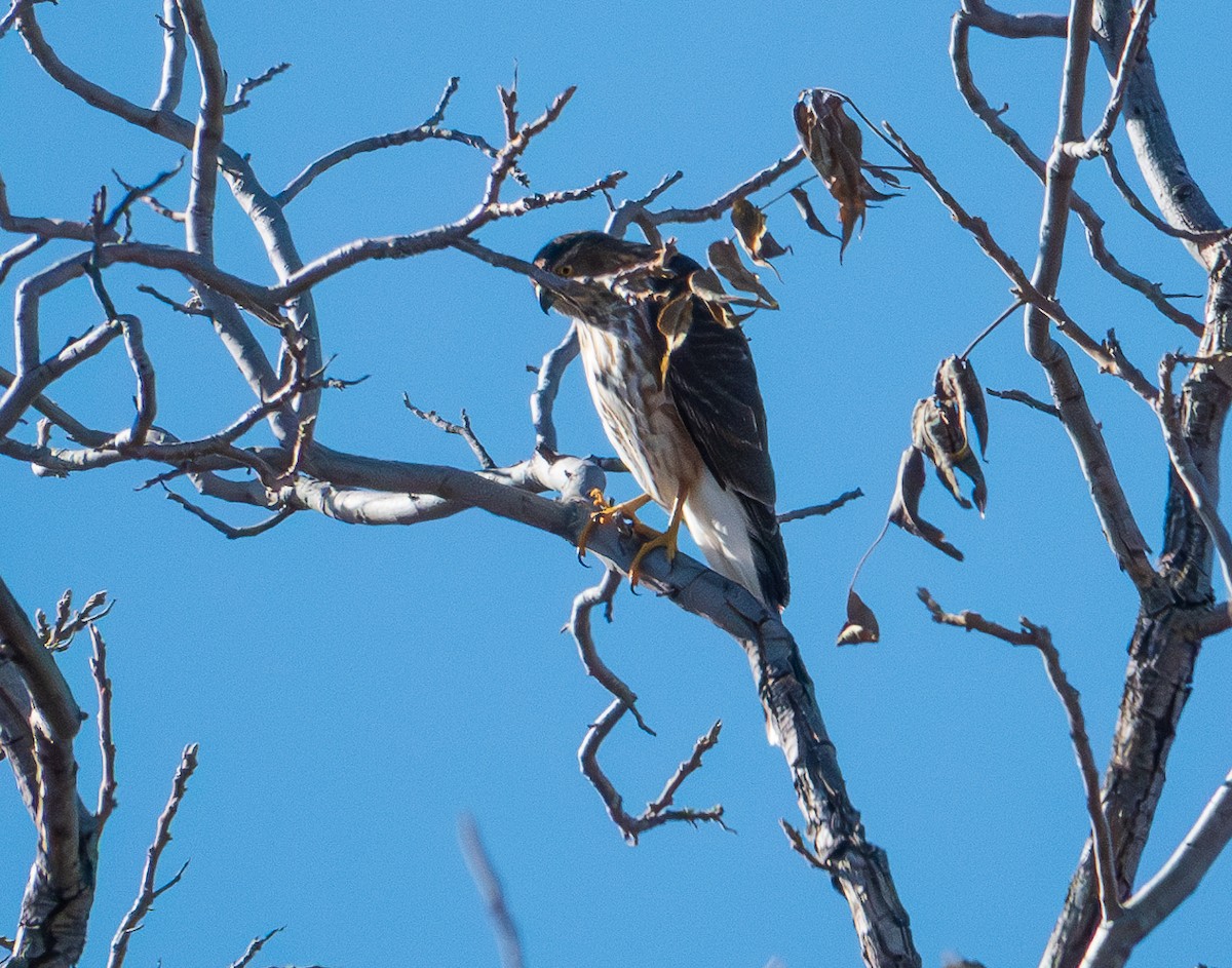 Sharp-shinned Hawk - ML610873625