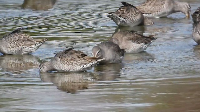 Long-billed Dowitcher - ML610873629