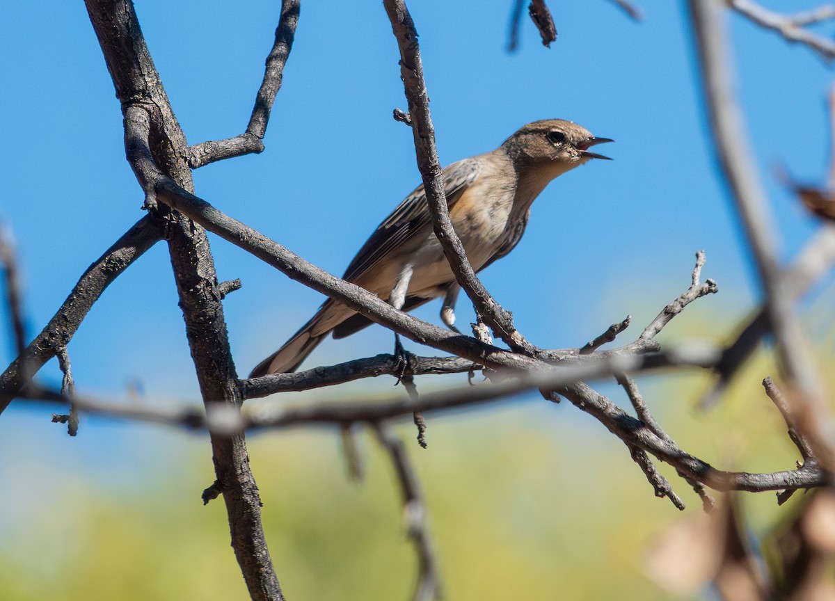 Yellow-rumped Warbler (Audubon's) - Lois Farrington