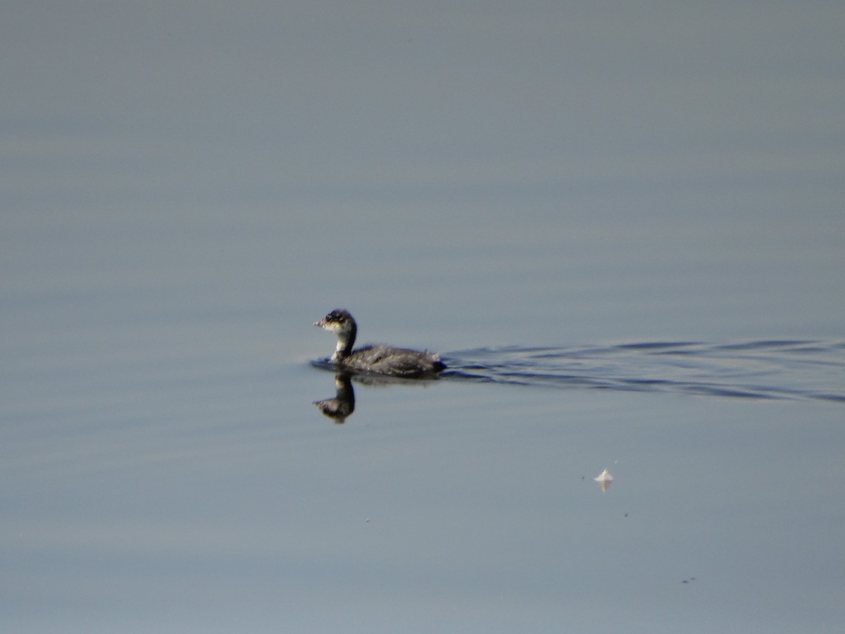 Eared Grebe - ML610873769