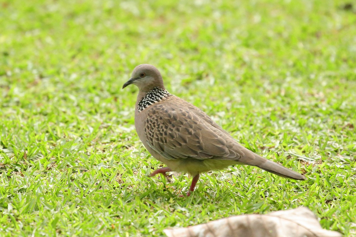 珠頸斑鳩(chinensis/tigrina) - ML610873776