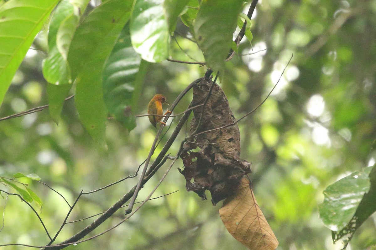 Rufous Piculet - ML610873797