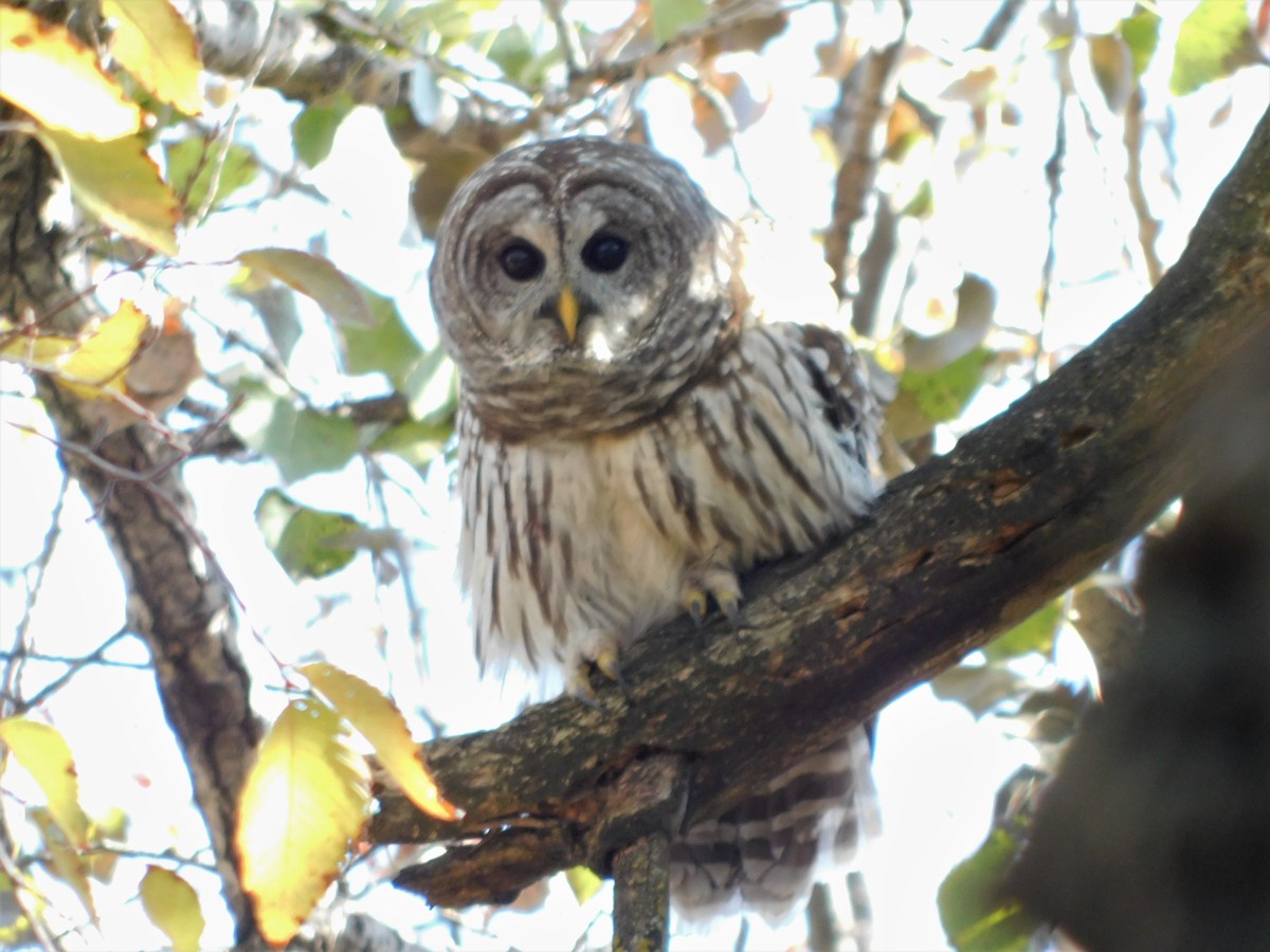 Barred Owl - ML610873806