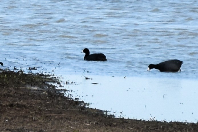 American Coot - ML610873812