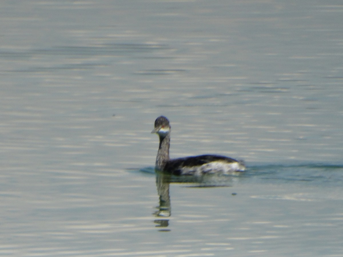 Eared Grebe - ML610873825