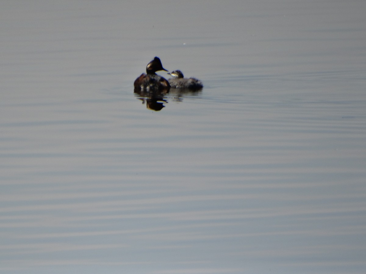 Eared Grebe - ML610873857