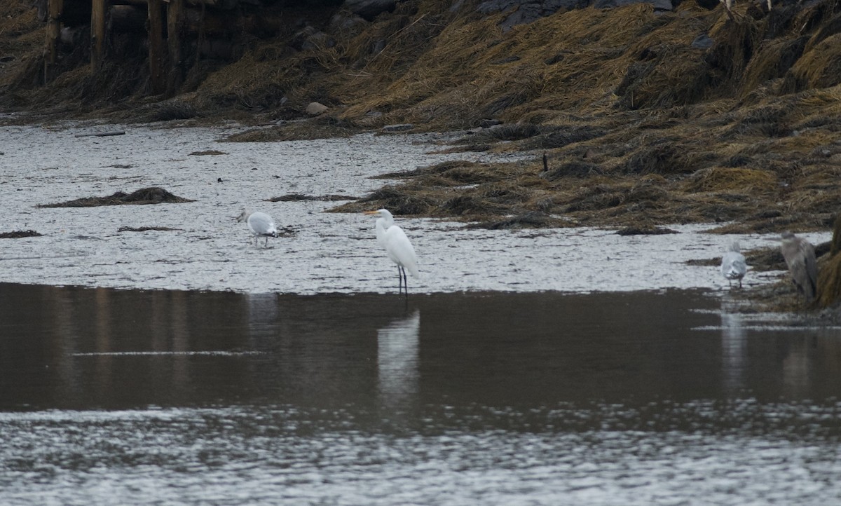 Great Egret - ML610873867