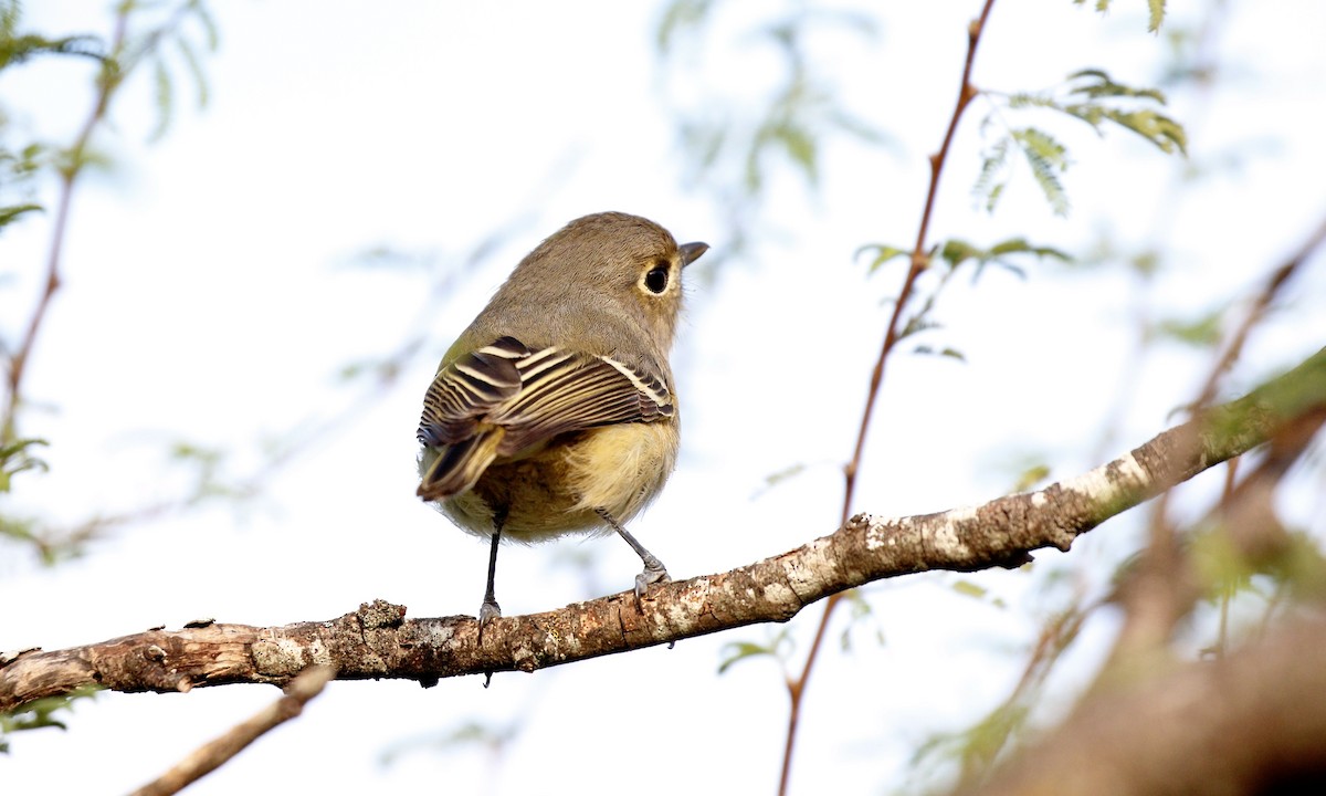 Hutton's Vireo - ML610873890