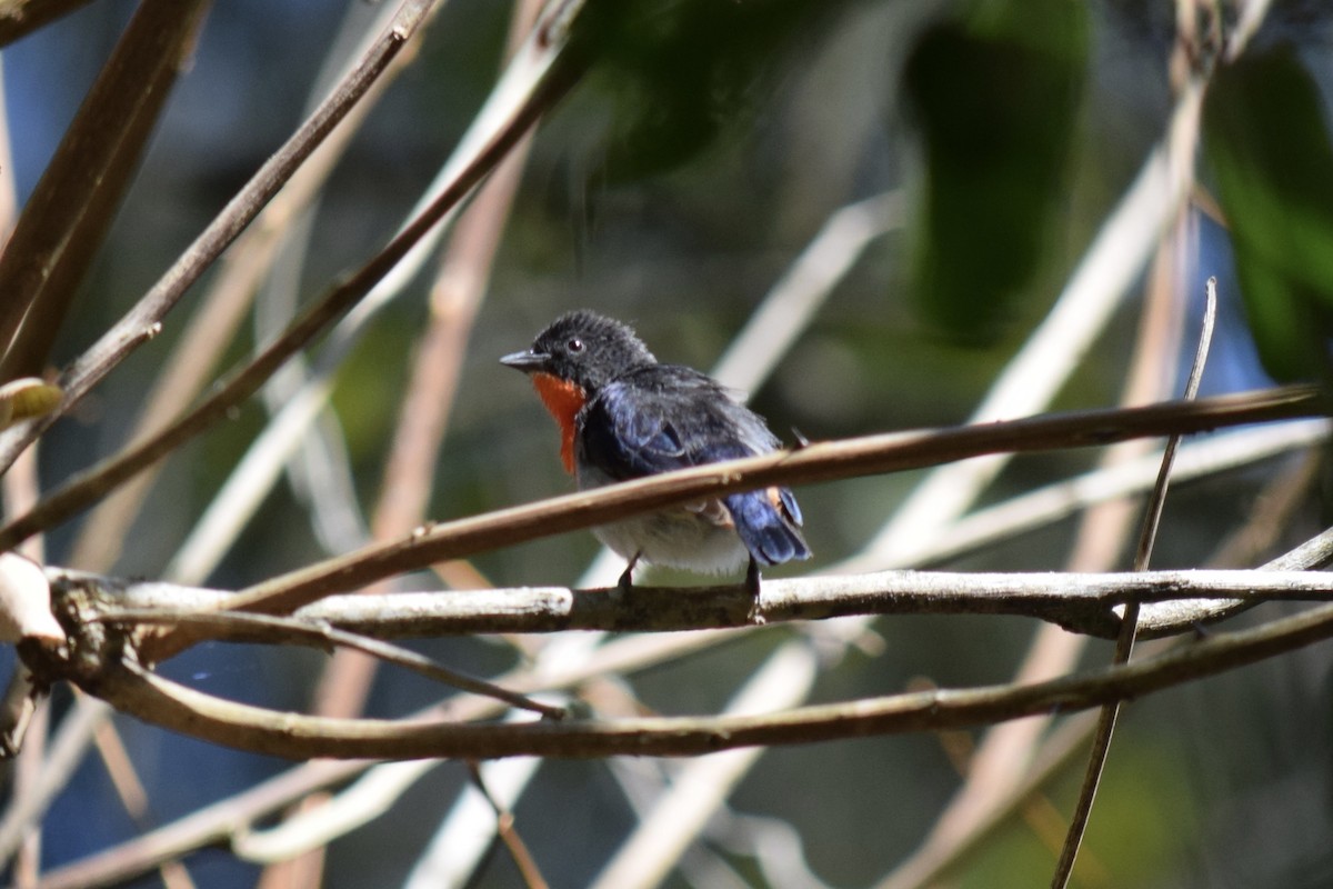 Mistletoebird - ML610873934