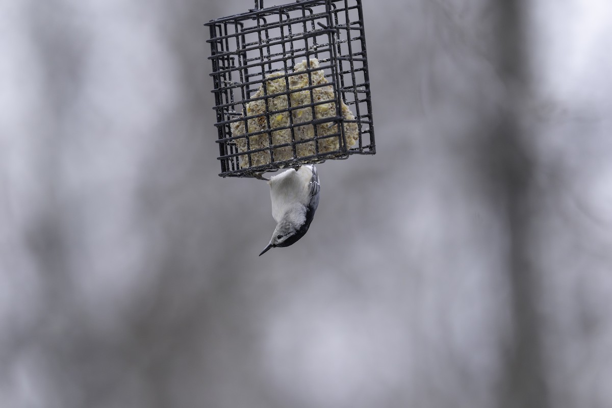White-breasted Nuthatch - ML610874049