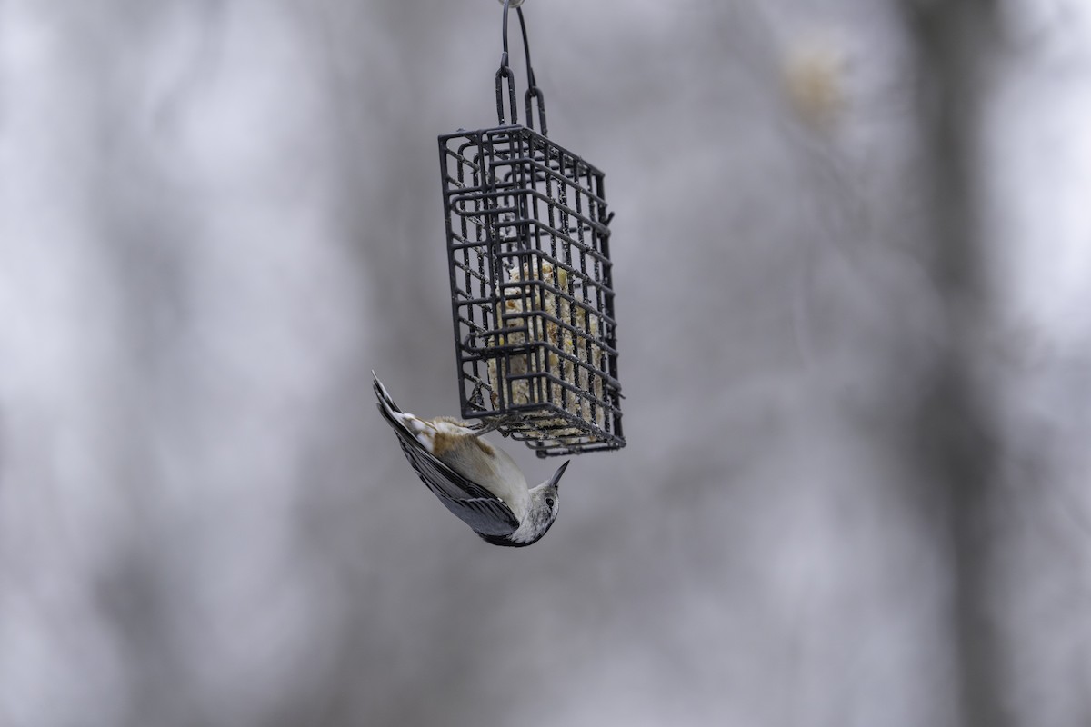 White-breasted Nuthatch - ML610874050