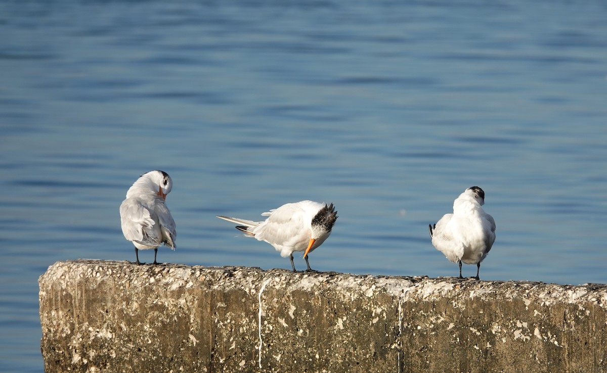 Royal Tern - ML610874139