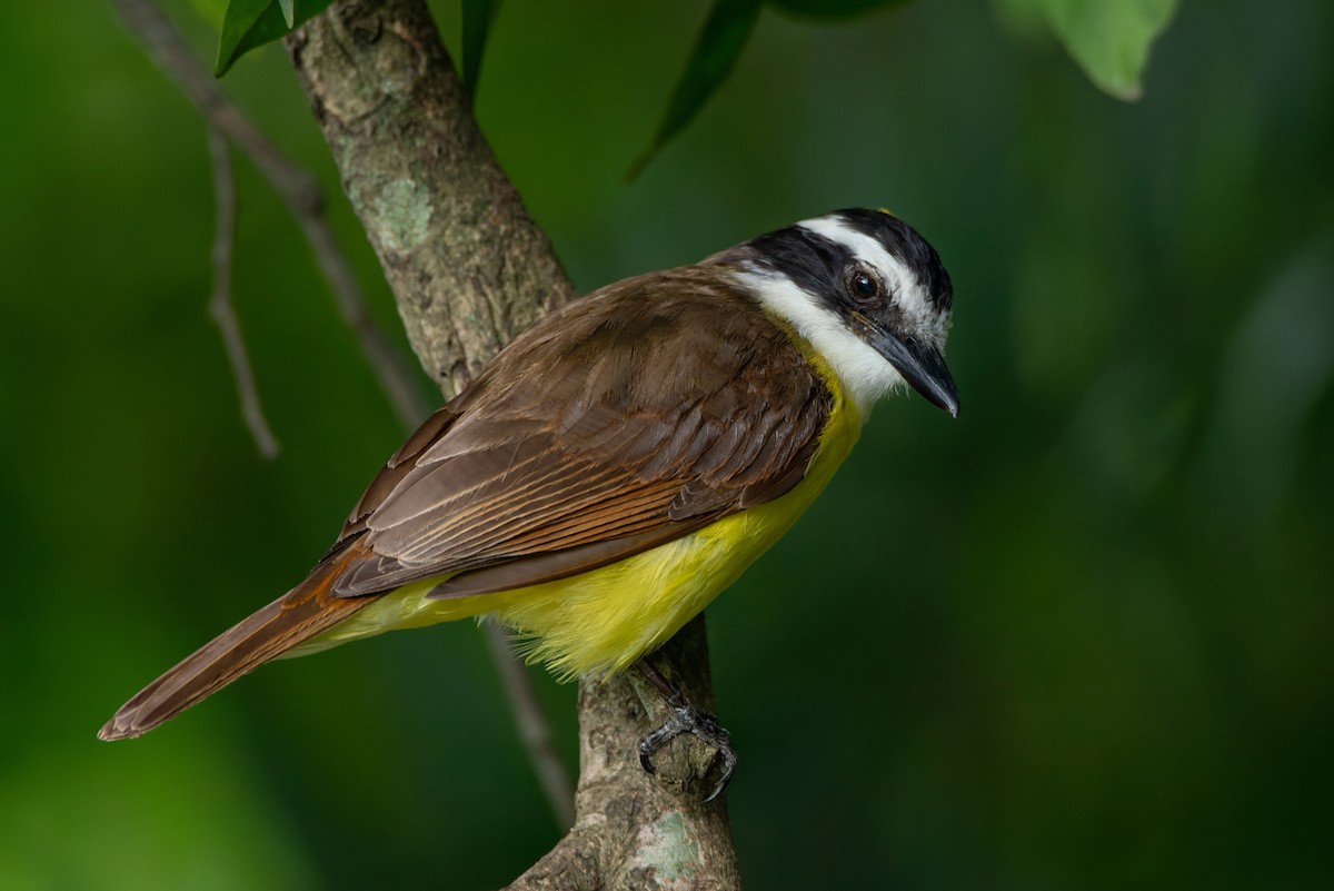 Great Kiskadee - ML610874234