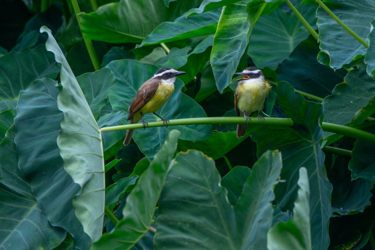 Great Kiskadee - ML610874243