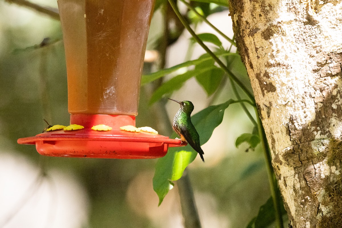 Rufous-booted Racket-tail (Anna's) - ML610874271