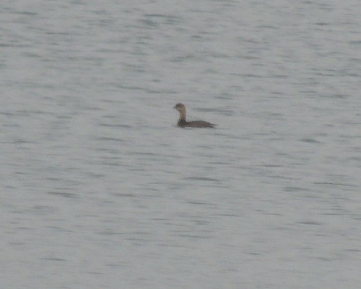 Pied-billed Grebe - ML610874313