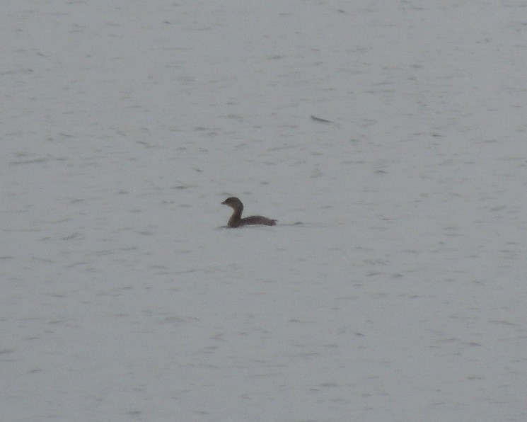 Pied-billed Grebe - ML610874314