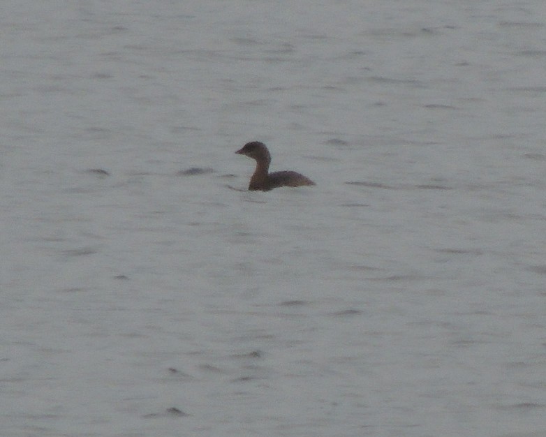 Pied-billed Grebe - James Harding