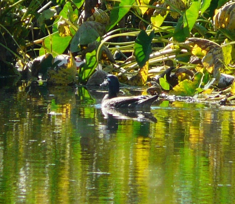 Wood Duck - ML610874373