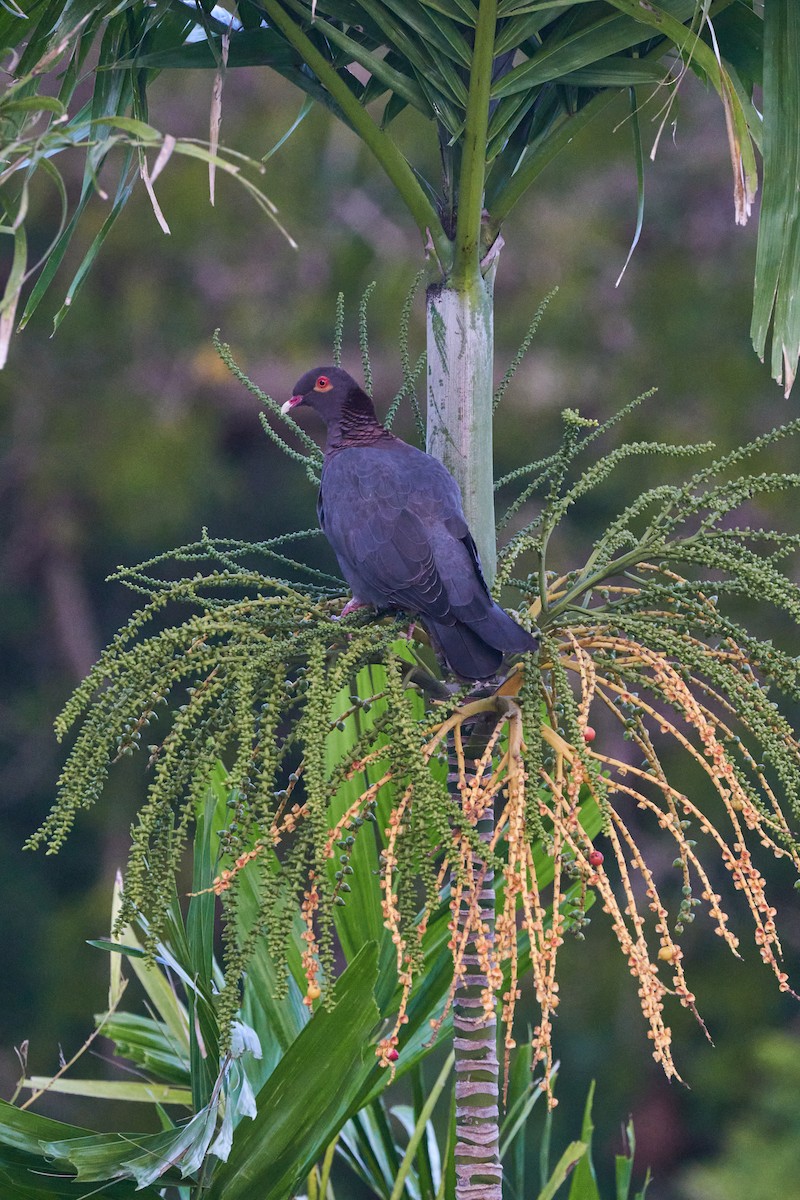 Scaly-naped Pigeon - ML610874376