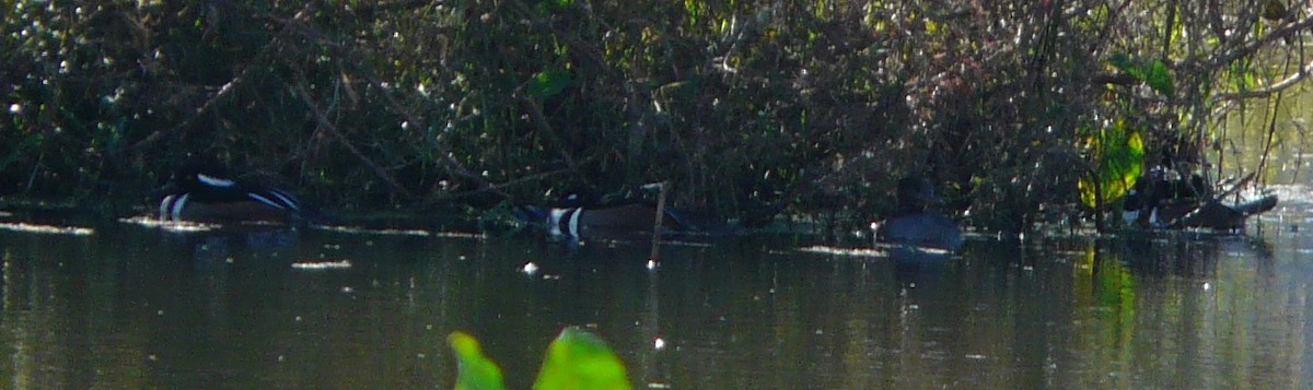 Hooded Merganser - Sean McCool