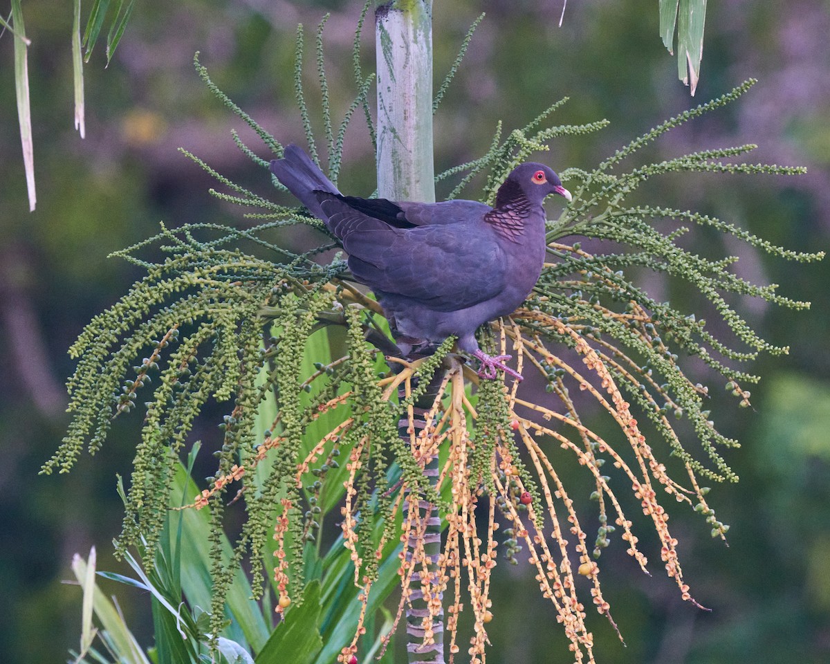 Scaly-naped Pigeon - ML610874392