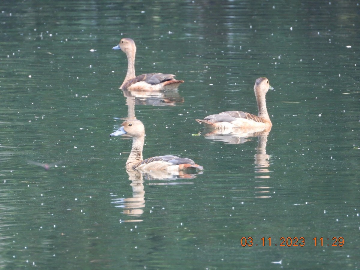 Dendrocygne siffleur - ML610874435