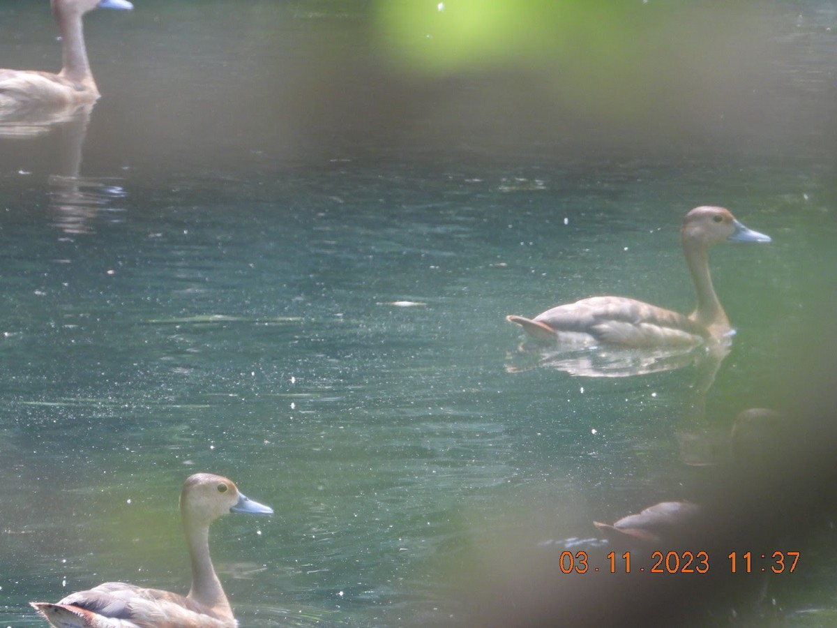 Lesser Whistling-Duck - Arunachala pandian