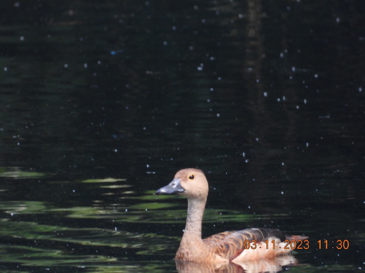 Lesser Whistling-Duck - Arunachala pandian