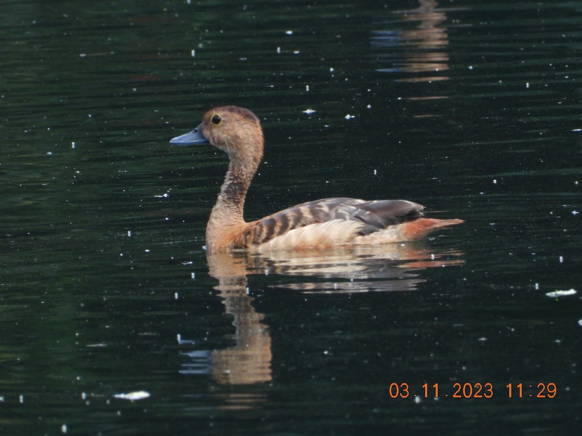 Dendrocygne siffleur - ML610874438