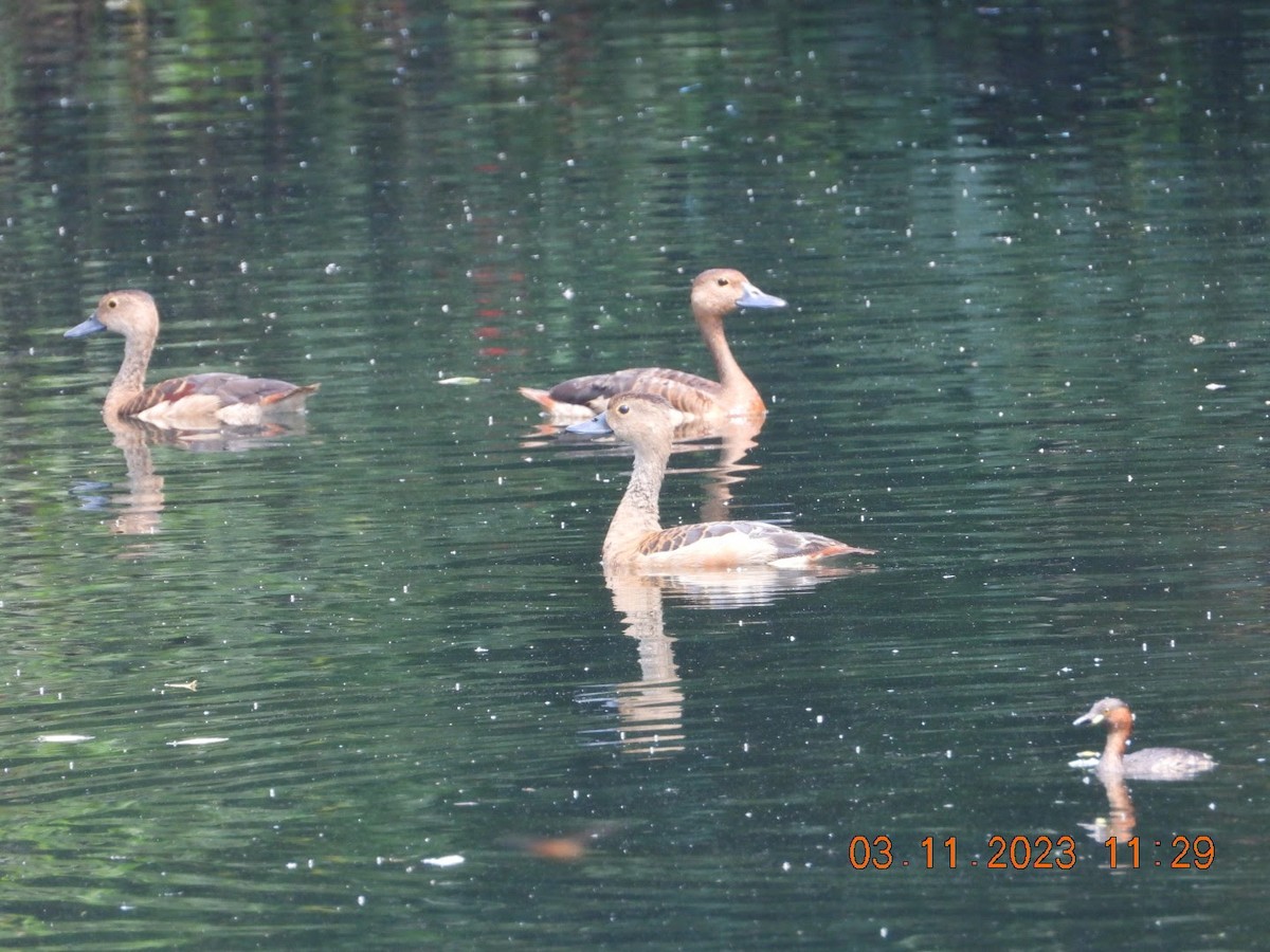 Lesser Whistling-Duck - Arunachala pandian