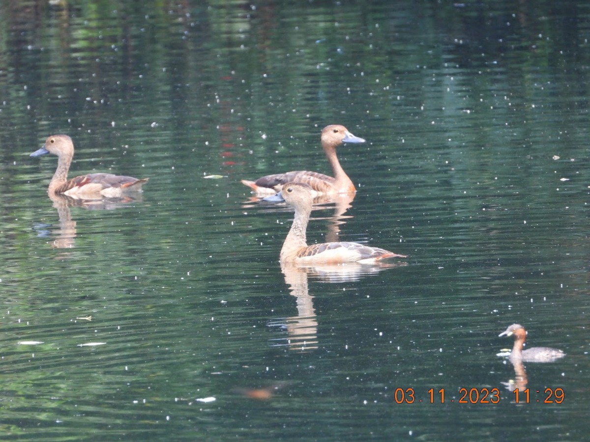 Dendrocygne siffleur - ML610874439