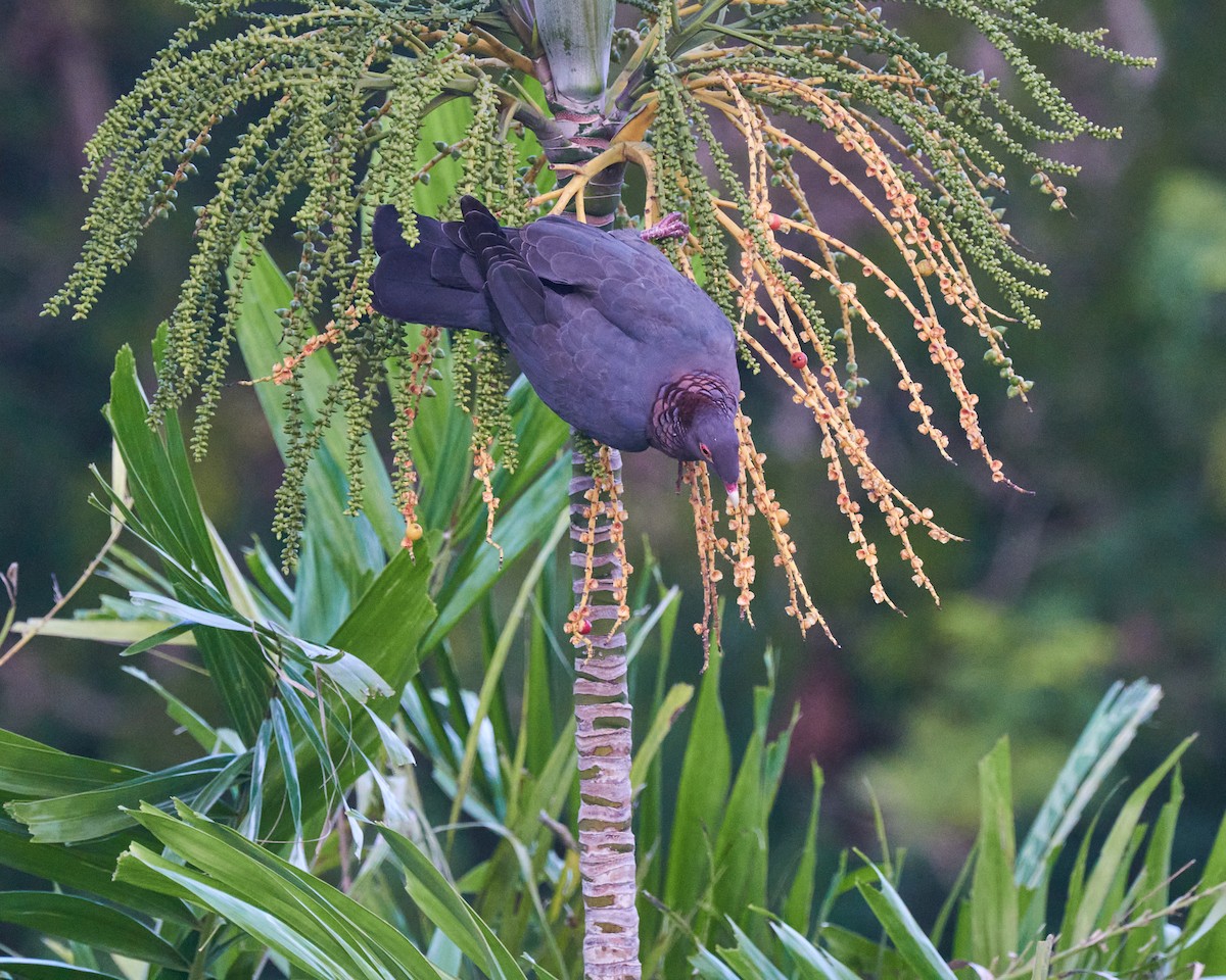 Scaly-naped Pigeon - Glynn Morris