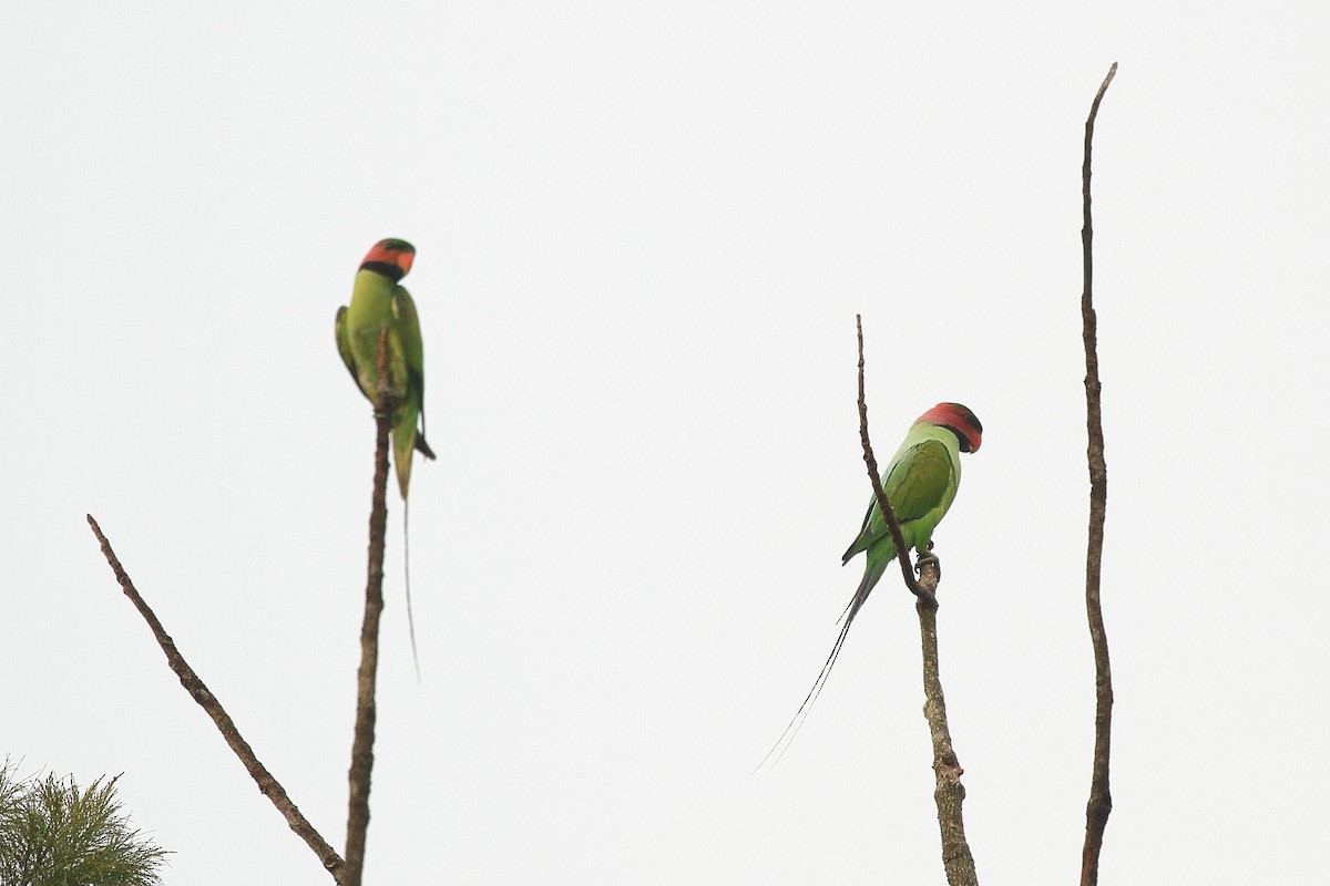 Uzun Kuyruklu Yeşil Papağan (longicauda/defontainei) - ML610874522